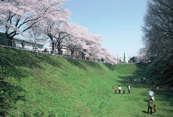 三の丸お堀の桜