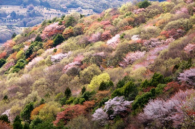 桜川のヤマザクラ