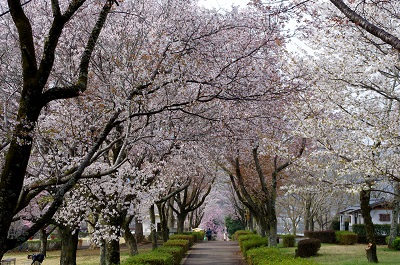 桜川のサクラ