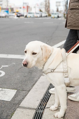 ほじょ犬