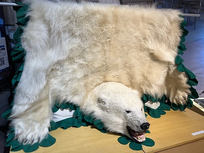 ミュージアムパーク触れるホッキョクグマの毛皮