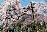 六地蔵桜