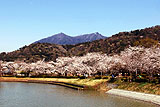 北条大池の桜