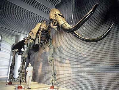 マンモスの骨格標本写真