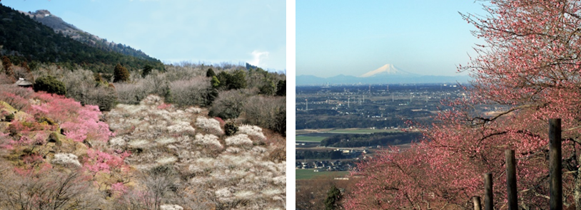 筑波山梅まつりの風景