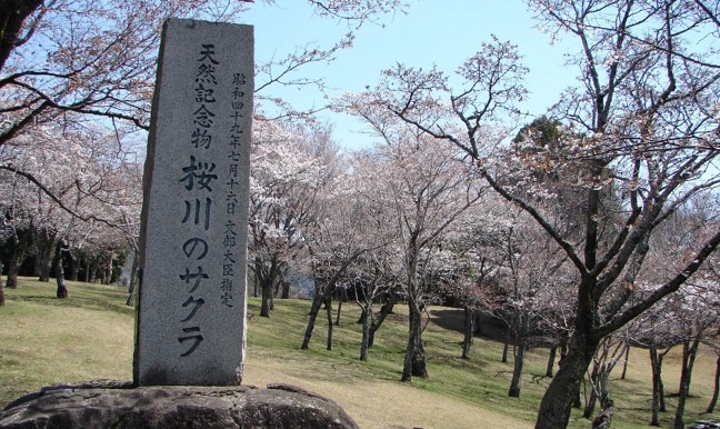 桜川の桜まつり01