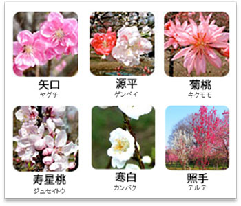 6種類の花桃