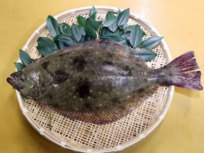 ひらめ