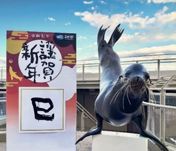 アシカのお年賀フォトタイム(アクアワールド茨城県大洗水族館)