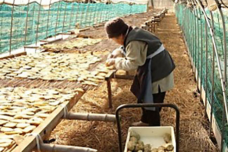 ほしいも作り、干す