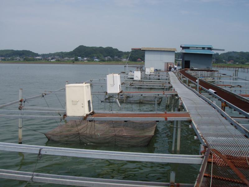 網いけす養殖場の様子