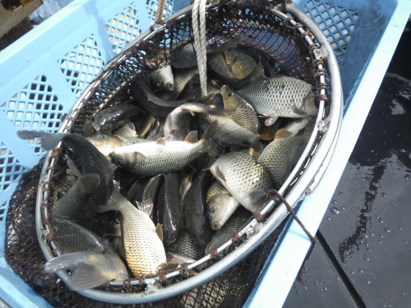 霞ヶ浦の養殖コイ