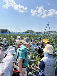 側枝1果切り戻し剪定説明