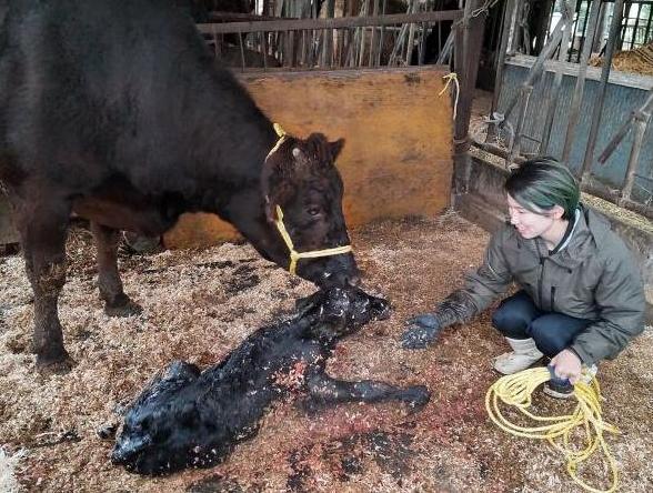 子牛の分娩