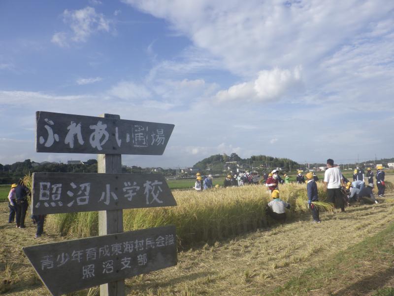 稲刈りと看板