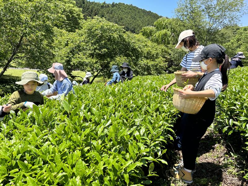 茶摘みの様子3