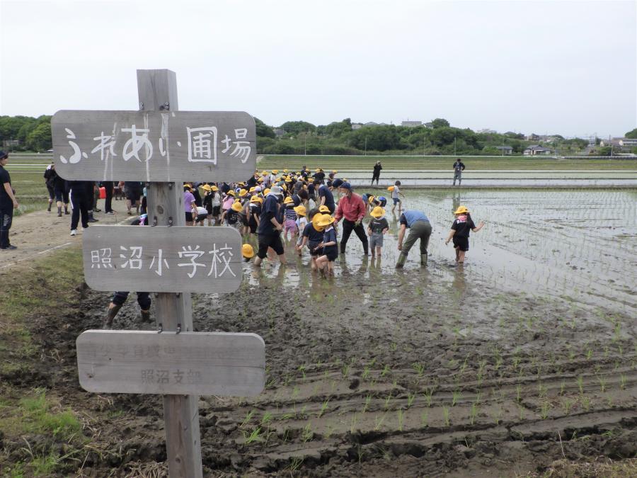田植え体験会（真崎浦）