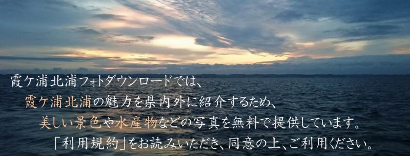 本ページでは霞ケ浦北浦の魅力を県内外に紹介するため、写真を無料で提供しています。利用規約をお読みいただき同意のうえご活用ください