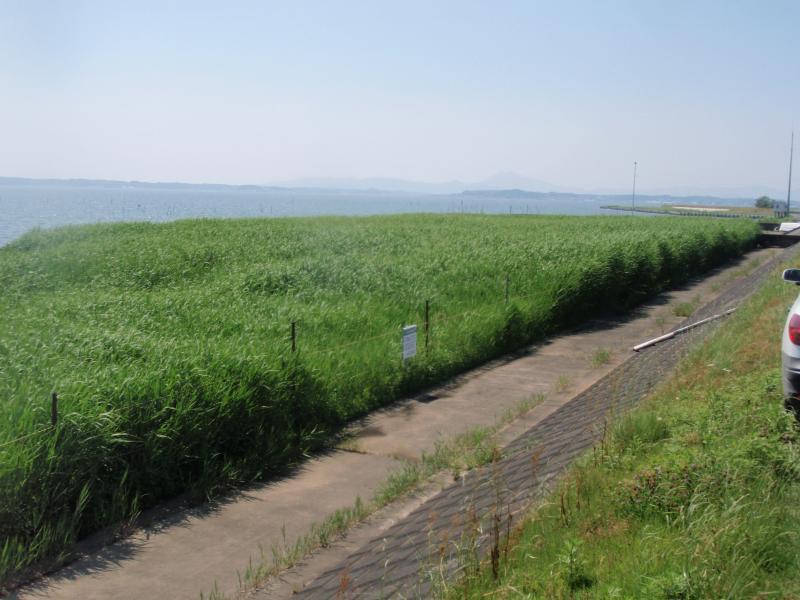 青々と生い茂るヨシ（八木蒔地区）