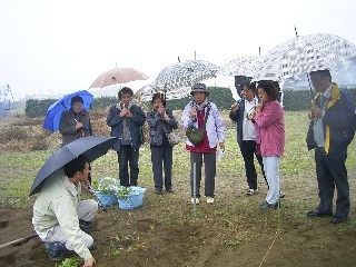 20081107-1ハマボウフウ栽培方法の説明