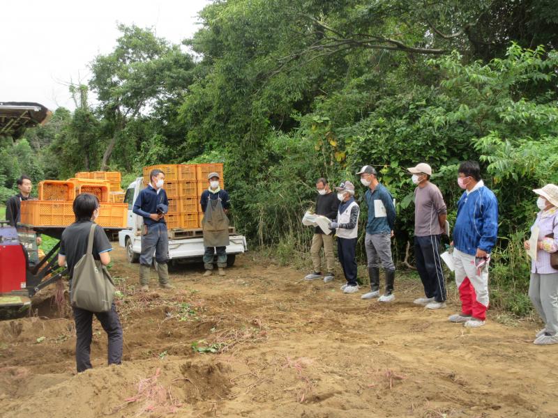 かんしょ収穫作業現地研修会２