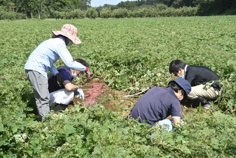 イモ掘り取りの様子