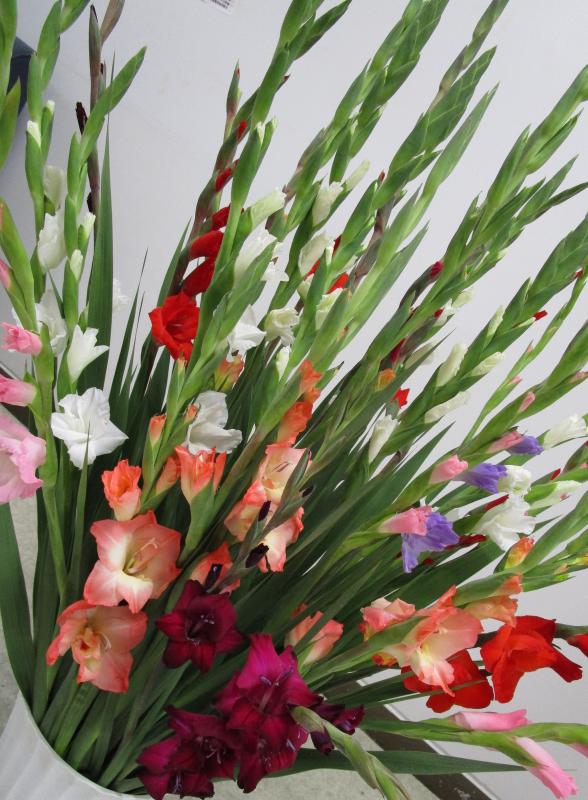 グラジオラスの花の写真2