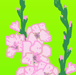 グラジオラスの花の絵