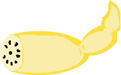レンコンのイラスト