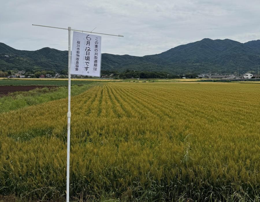 20250514収穫適期看板右