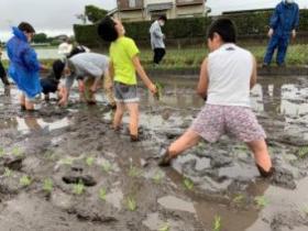 田植え体験