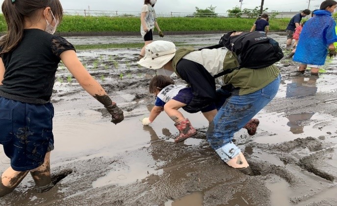 田植え体験