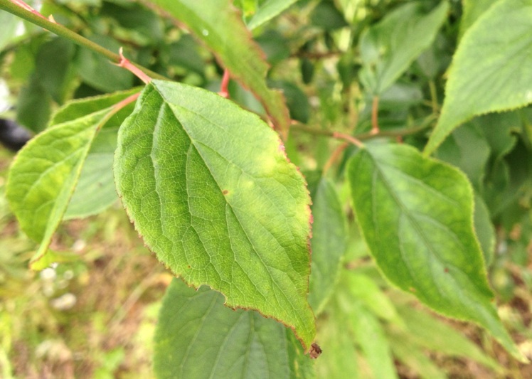 ウメにおける葉の退緑斑紋症状