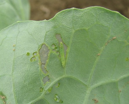 キャベツ葉を食害するコナガ幼虫