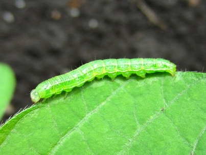 ツメクサガ老齢幼虫