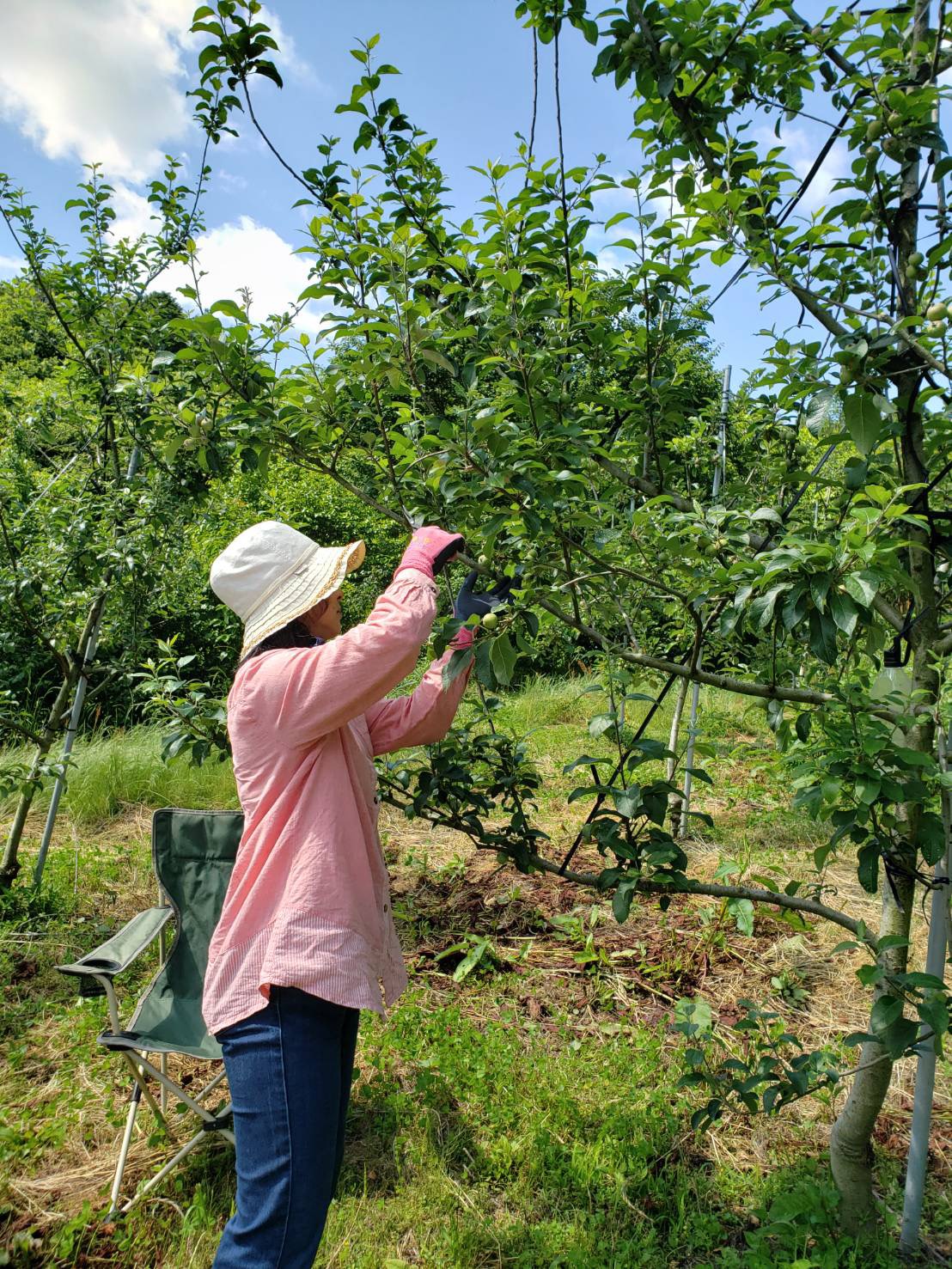 写真5:サポーターが摘果作業をしているようす
