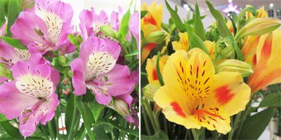 アルストロメリア ピンク、イエローの花の写真