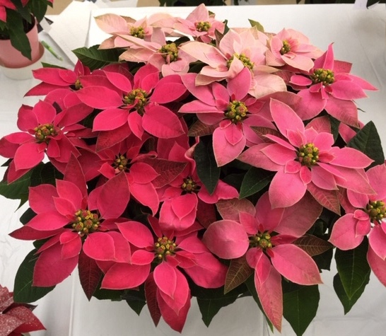 ポインセチア 寄せ植え