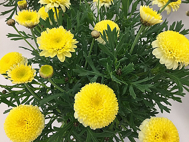 マーガレット イエロー ぽんぽん咲きの花の写真