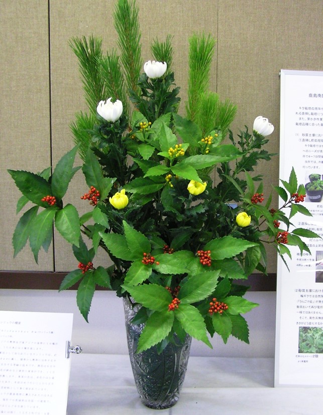 写真1:神栖市では若松、千両、輪ギクと正月向け花材の生産が盛ん