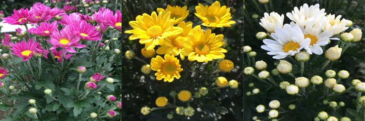 茨城県オリジナル品種「常陸サマールビーの花の写真