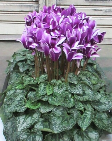 シクラメン 鉢植え