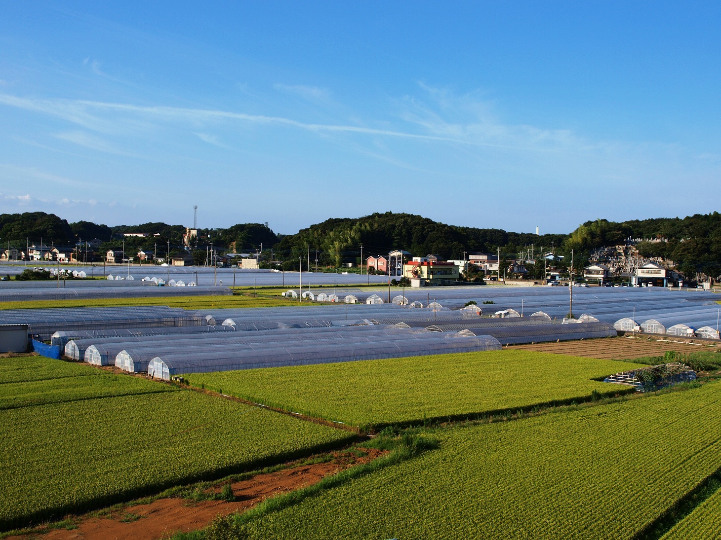 写真1:水田地帯にもイチゴハウスが広がっています。