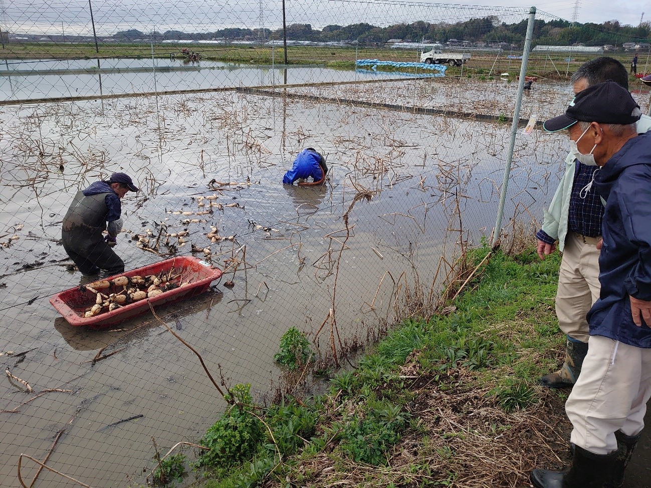 写真2:試験圃の収穫作業。研究会員が協力して行います。