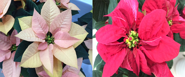 ポインセチア ゴールド ウインターローズの花の写真