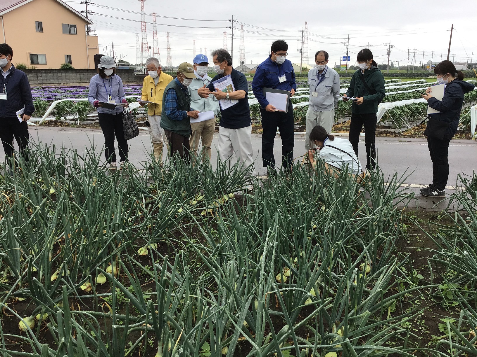 写真2:月1回の現地検討会で生育状況を確認します