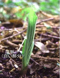 オオバギボウシの新芽