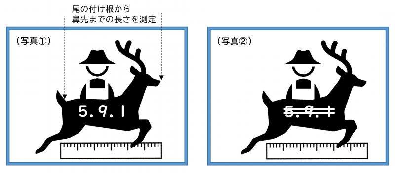 捕獲したニホンジカの写真