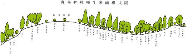 真弓神社植生断面模式図