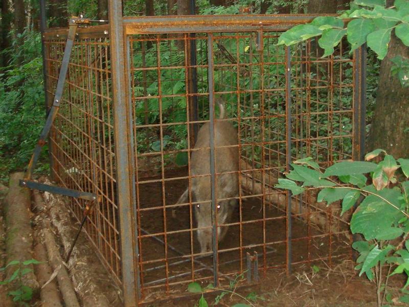 捕獲されたイノシシ